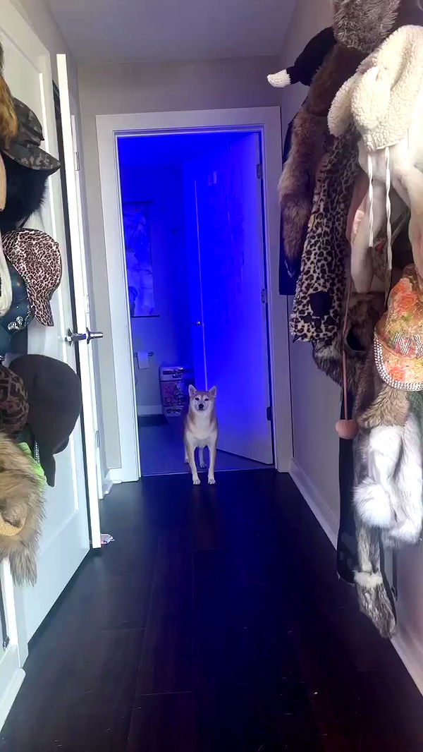 zommmbri archive video preview