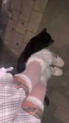 xxk1tty4nnaxx Altpins Profile Picture