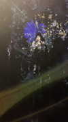 candy_balll Altpins Profile Picture