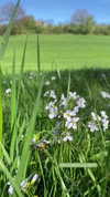 saracrumbleleg Altpins Profile Picture