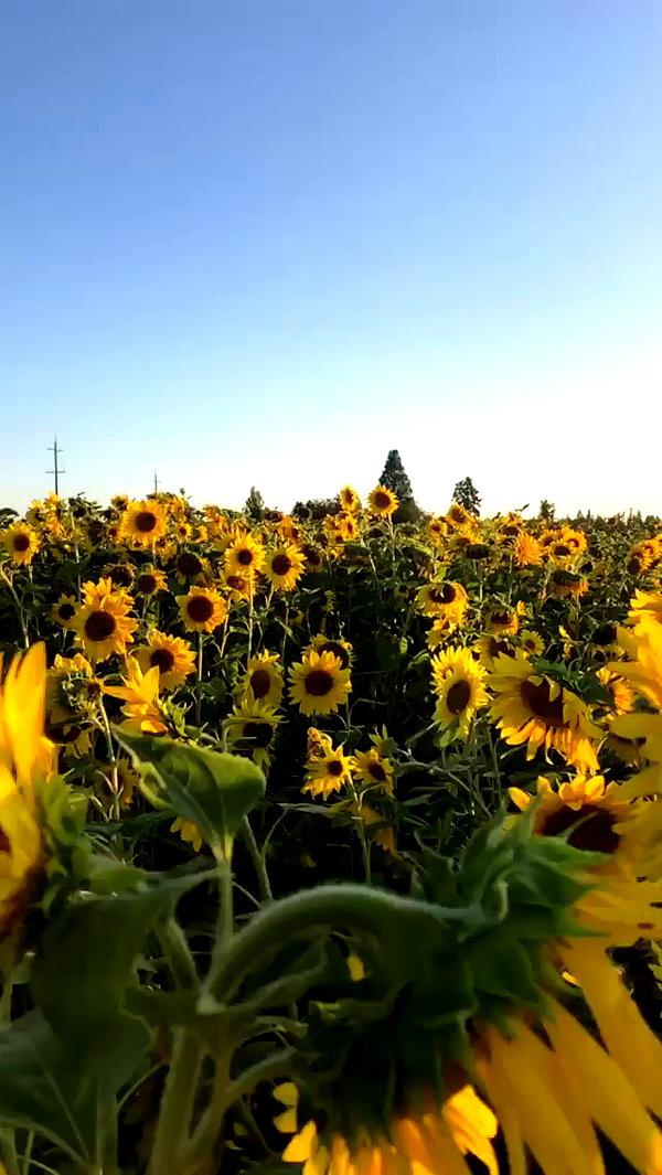 blairvira archive video preview