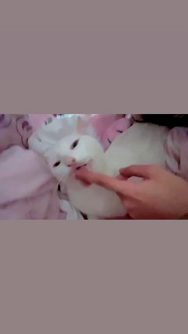 xxk1tty4nnaxx archive video preview