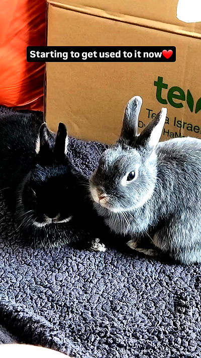 daniella_koosit daniella_koosit archive video