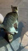 roni_ackerman Altpins Profile Picture