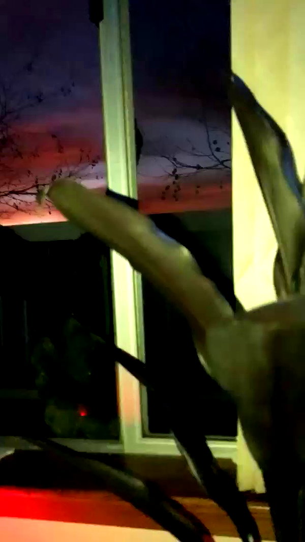 piper.jaylen archive video preview
