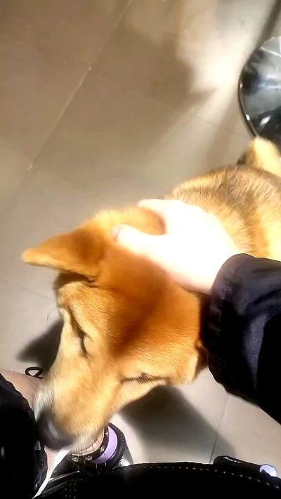 daniella_koosit daniella_koosit archive video