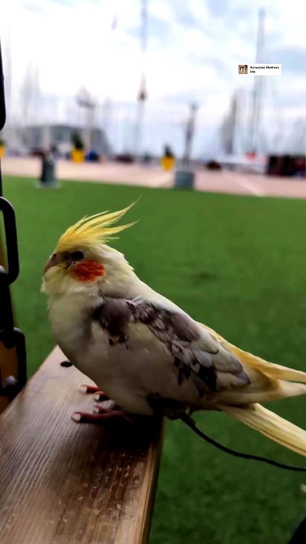 tinapavlov.sky archive video preview