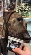 hagarschubert Altpins Profile Picture