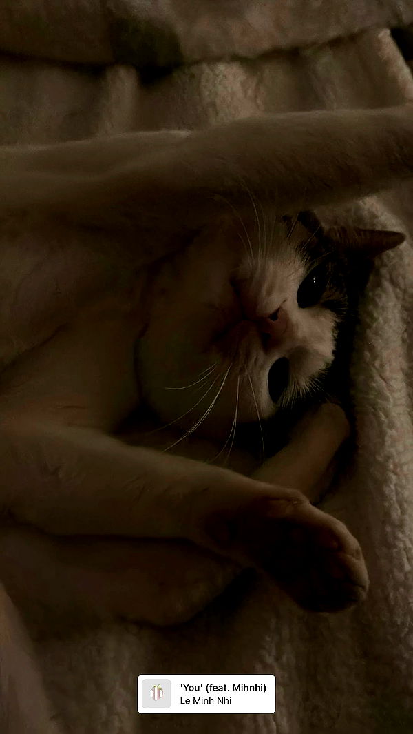 moonliliaght archive video preview