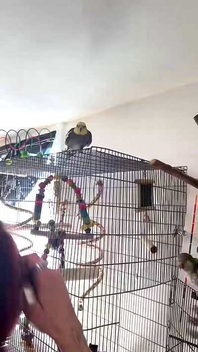 romy_ayalla_lavi romy_ayalla_lavi archive video