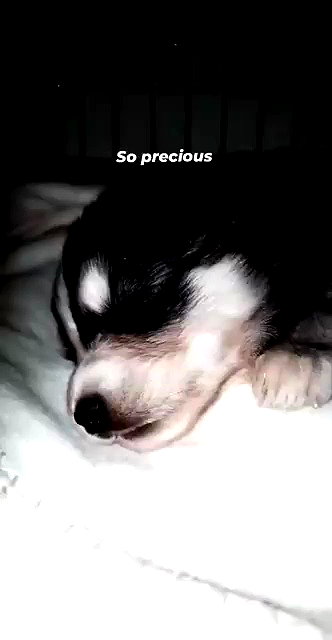 babyyygorilla archive video preview