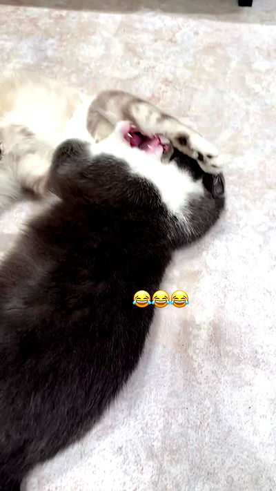 minaxash minaxash archive video