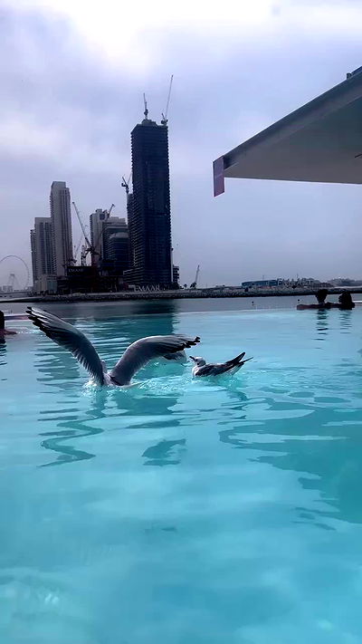 roni.benshushan roni.benshushan archive video