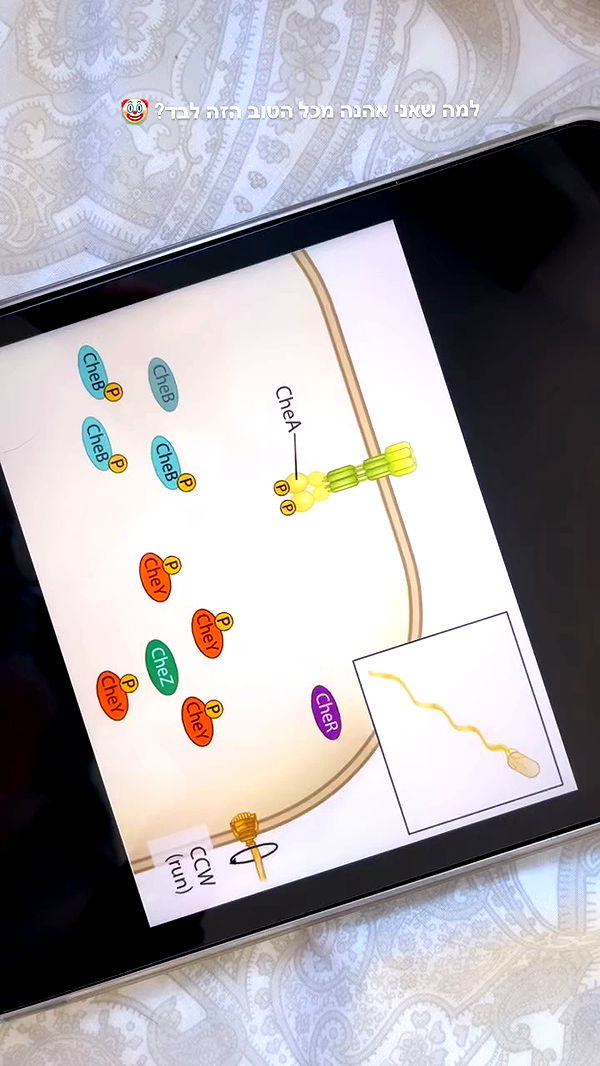 kesemgreenyer archive video preview