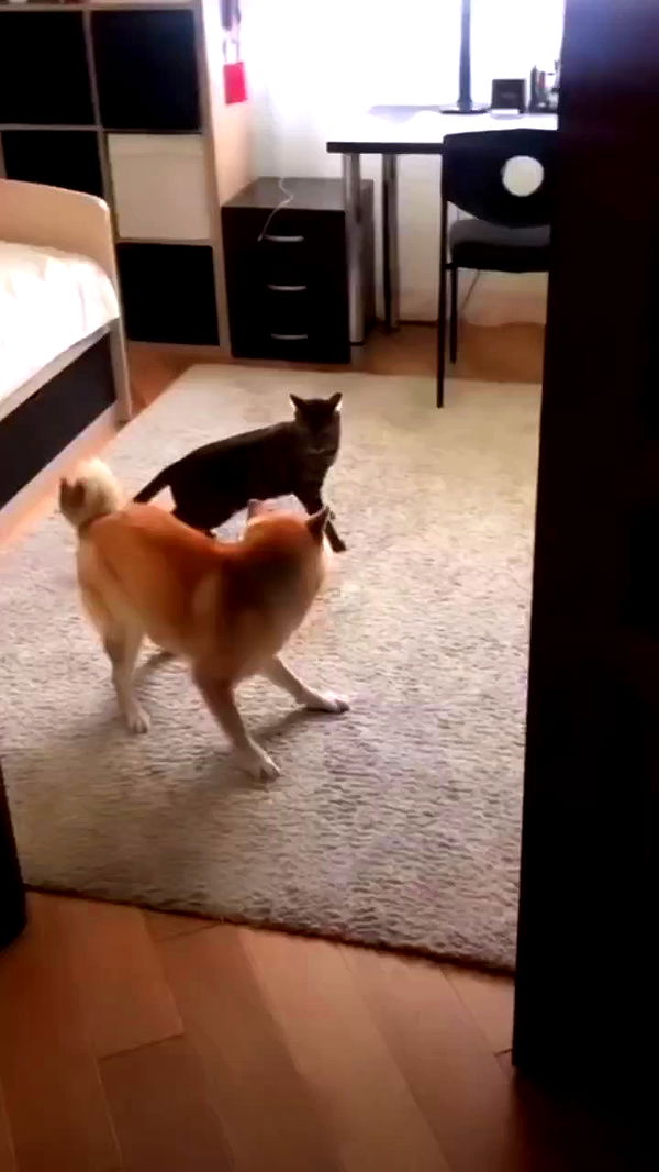 zommmbri archive video preview