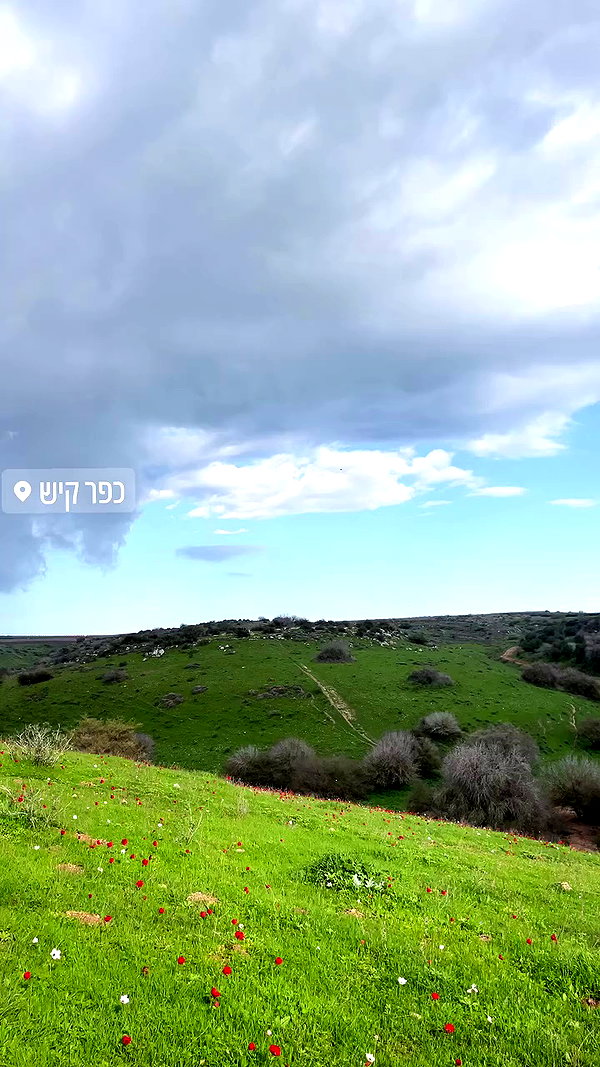 liad.arazi archive video preview