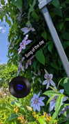 zz.eazoning Altpins Profile Picture