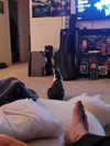 ll3nh3ntai Altpins Profile Picture