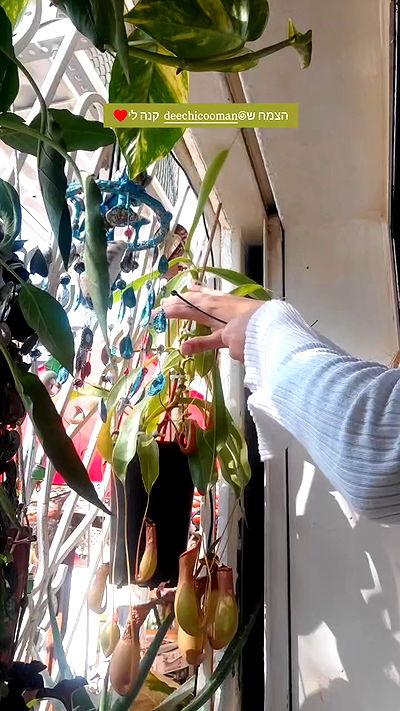 1justsabi 1justsabi archive video