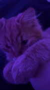 leenalleee Altpins Profile Picture