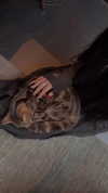 karin_orhov Altpins Profile Picture