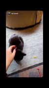 karin_orhov Altpins Profile Picture