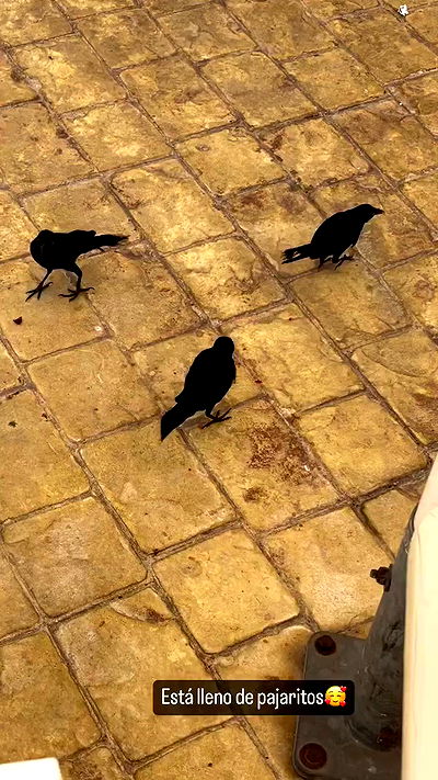 shunli__mei shunli__mei archive video