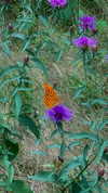 bluulin_ Altpins Profile Picture