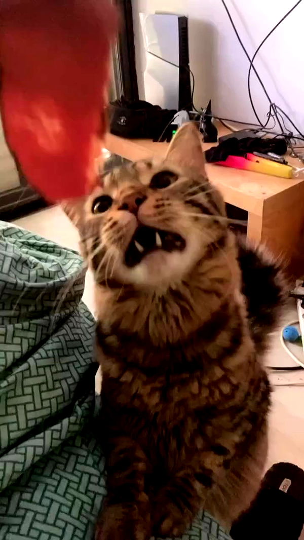 shanikaneko archive video preview