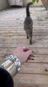 karin_orhov Altpins Profile Picture
