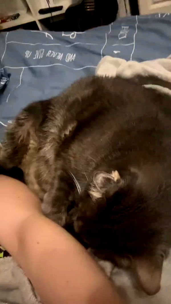 canabaputgir archive video preview