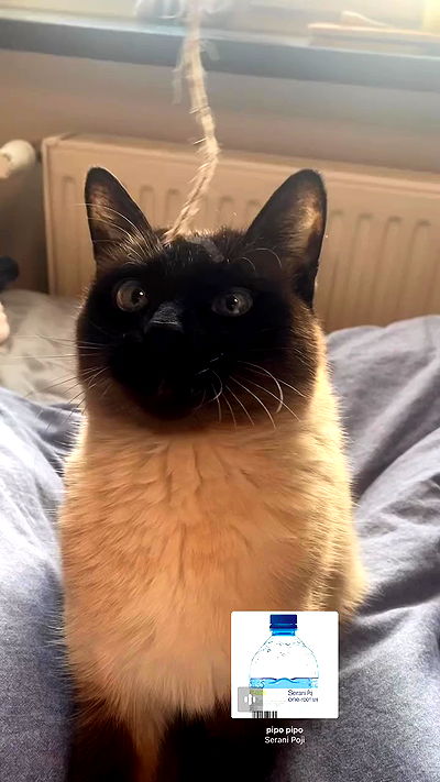 vwnrottie vwnrottie archive video