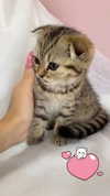karin_orhov Altpins Profile Picture