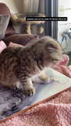 karin_orhov Altpins Profile Picture
