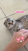 karin_orhov Altpins Profile Picture