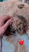 karin_orhov Altpins Profile Picture