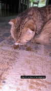 karin_orhov Altpins Profile Picture