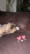 karin_orhov Altpins Profile Picture