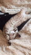 karin_orhov Altpins Profile Picture