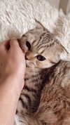 karin_orhov Altpins Profile Picture