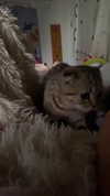 karin_orhov Altpins Profile Picture