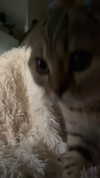 karin_orhov Altpins Profile Picture