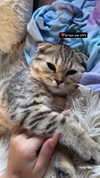 karin_orhov Altpins Profile Picture