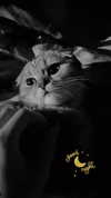 karin_orhov Altpins Profile Picture