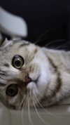 karin_orhov Altpins Profile Picture