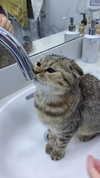 karin_orhov Altpins Profile Picture