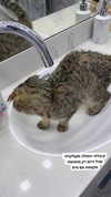 karin_orhov Altpins Profile Picture