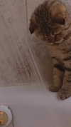 karin_orhov Altpins Profile Picture