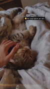 karin_orhov Altpins Profile Picture