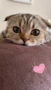 karin_orhov Altpins Profile Picture